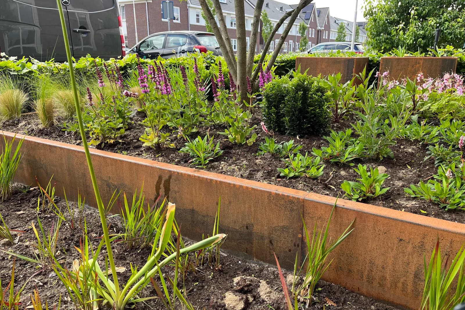 Nieuwe cortenstaal border met vaste planten
